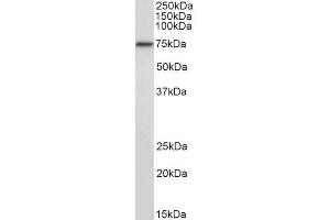 ABIN1590073 (2µg/ml) staining of NIH3T3 nuclear lysate (35µg protein in RIPA buffer). (RFX5 抗体  (Internal Region))