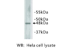 Image no. 1 for anti-Cyclin E2 (CCNE2) antibody (ABIN1112804) (Cyclin E2 抗体)