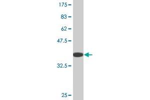Western Blot detection against Immunogen (36. (NLRP3 抗体  (AA 1-100))
