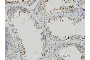 Immunoperoxidase of monoclonal antibody to NFYC on formalin-fixed paraffin-embedded human testis.