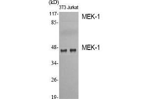 Western Blot (WB) analysis of specific cells using MEK-1 Polyclonal Antibody. (MEK1 抗体  (Thr38))