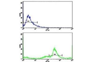 Flow cytometric analysis of MDA-231 cells using C5 antibody (green) compared to a negative control (blue). (C5 抗体  (AA 253-281))