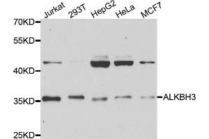Western blot analysis of extracts of various cell lines, using ALKBH3 antibody (ABIN5973424) at 1/1000 dilution. (ALKBH3 抗体)
