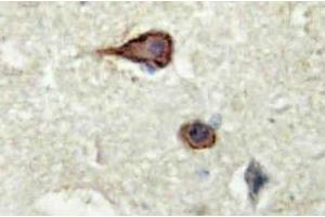 Immunohistochemistry analysis of EMMPRIN Antibody in paraffin-embedded human brain tissue. (CD147 抗体)