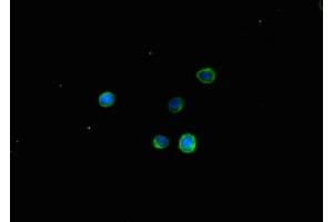 Immunofluorescent analysis of HepG2 cells using ABIN7171870 at dilution of 1:100 and Alexa Fluor 488-congugated AffiniPure Goat Anti-Rabbit IgG(H+L) (TSPAN32 抗体  (AA 111-202))