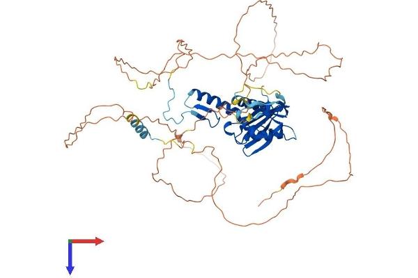 ESCO2 Protein (AA 1-601) (His tag)