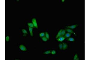 Immunofluorescent analysis of HepG2 cells using ABIN7162069 at dilution of 1:100 and Alexa Fluor 488-congugated AffiniPure Goat Anti-Rabbit IgG(H+L) (NUDT15 抗体  (AA 1-164))