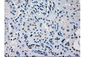 Image no. 7 for anti-Interferon Regulatory Factor 3 (IRF3) antibody (ABIN1498899) (IRF3 抗体)