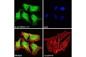 ABIN185049 Immunofluorescence analysis of paraformaldehyde fixed HeLa cells, permeabilized with 0. (Forkhead Box K2 抗体  (C-Term))