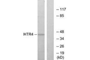 Western blot analysis of extracts from NIH-3T3 cells, using HTR4 Antibody. (Serotonin Receptor 4 抗体  (AA 141-190))