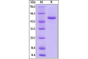 Biotinylated Human 4-1BB Ligand, Fc,Avitag on  under reducing (R) condition. (TNFSF9 Protein (AA 50-254) (Fc Tag,AVI tag,Biotin))