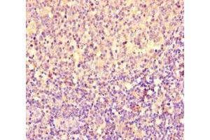 Immunohistochemistry of paraffin-embedded human tonsil tissue using ABIN7154168 at dilution of 1:100 (PGP 抗体  (AA 140-300))
