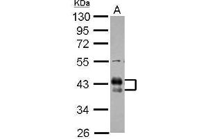 WB Image Sample (30 ug of whole cell lysate) A: THP-1 10% SDS PAGE antibody diluted at 1:1000 (FCGR2B 抗体  (C-Term))