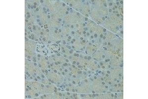 Immunohistochemistry of paraffin-embedded rat pancreas using IVNS1ABP antibody (ABIN1873334) at dilution of 1:100 (40x lens). (IVNS1ABP 抗体)