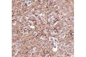 Immunohistochemistry of IL-16 in mouse brain tissue with IL-16 antibody at 2. (IL16 抗体  (N-Term))