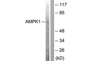 Western Blotting (WB) image for anti-SNF1A/AMP-Activated Protein Kinase (SNF1A) (AA 140-189) antibody (ABIN2888561) (AMPK alpha 抗体  (AA 140-189))