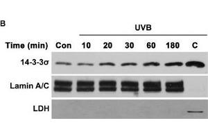 Western Blotting (WB) image for anti-Stratifin (SFN) antibody (ABIN2854867)