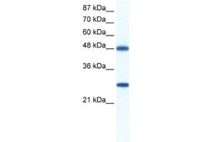 Western Blotting (WB) image for anti-DEAD (Asp-Glu-Ala-Asp) Box Polypeptide 39 (DDX39) antibody (ABIN2461342) (BAT1 抗体)