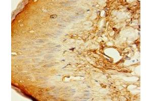 Immunohistochemistry (IHC) image for anti-C1q and Tumor Necrosis Factor Related Protein 1 (C1QTNF1) (AA 26-281) antibody (ABIN7148341)