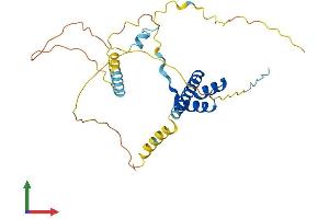 Protein Structure (PS) image for Ladybird Homeobox 1 (Lbx1) (AA 1-282) protein (His tag) (ABIN7563427)
