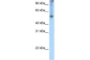 EIF2A antibody used at 2.