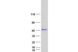Validation with Western Blot (C20orf7 Protein (Transcript Variant 1) (Myc-DYKDDDDK Tag))
