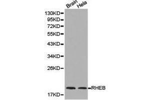 Western Blotting (WB) image for anti-Ras Homolog Enriched in Brain (RHEB) antibody (ABIN1874601)