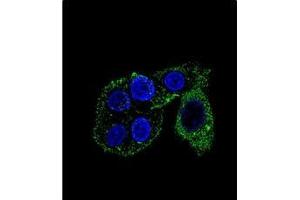 Immunofluorescence (IF) image for anti-Cytochrome P450, Family 2, Subfamily S, Polypeptide 1 (CYP2S1) (AA 406-436), (C-Term) antibody (ABIN951784)