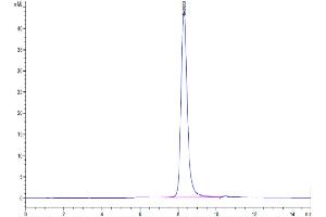 The purity of Biotinylated Human IL-3 R alpha is greater than 95 % as determined by SEC-HPLC. (IL3RA Protein (AA 19-305) (His-Avi Tag,Biotin))