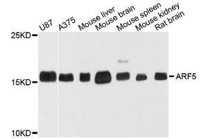 Western blot analysis of extracts of various cell lines, using ARF5 antibody. (ARF5 抗体  (AA 1-180))