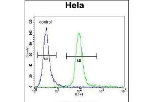Flow cytometric analysis of Hela cells (right histogram) compared to a negative control cell (left histogram). (MFGE8 抗体  (C-Term))