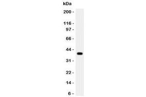 Western blot testing of Cathepsin G antibody and rat thymus lysate. (Cathepsin G 抗体  (AA 76-255))