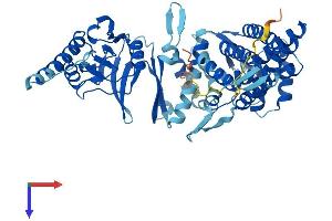 CCT3 Protein (AA 1-545) (His tag)