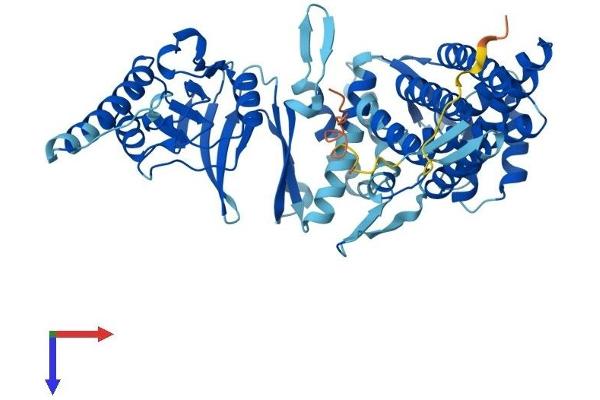 CCT3 Protein (AA 1-545) (His tag)