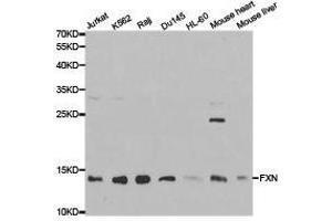 Western Blotting (WB) image for anti-Frataxin (FXN) antibody (ABIN1872751) (Frataxin 抗体)