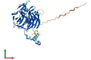 Protein Structure (PS) image for Kelch Domain Containing 2 (KLHDC2) (AA 1-406) protein (His tag) (ABIN7557382)