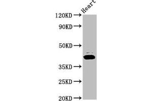 Western Blot Positive WB detected in: Rat heart tissue All lanes: NSDHL antibody at 7. (NSDHL 抗体  (AA 154-211))