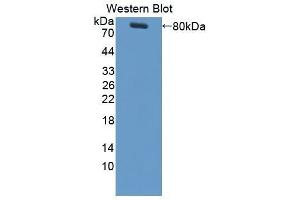 Western Blotting (WB) image for anti-Colony Stimulating Factor 1 (Macrophage) (CSF1) (AA 33-496) antibody (ABIN3209376) (M-CSF/CSF1 抗体  (AA 33-496))