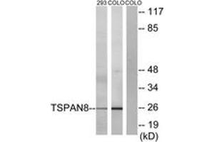 Western blot analysis of extracts from 293/COLO cells, using TSPAN8 Antibody. (Tspan-8 抗体  (AA 96-145))