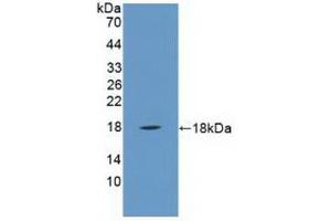 Western Blotting (WB) image for anti-Phospholipase A2, Group IIA (Platelets, Synovial Fluid) (PLA2G2A) (AA 21-144) antibody (ABIN7435628)