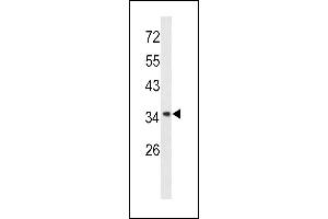 Western blot analysis of Annexin A1 antibody (Center) (ABIN390509 and ABIN2840863) in  cell line lysates (35 μg/lane). (Annexin a1 抗体  (AA 129-158))