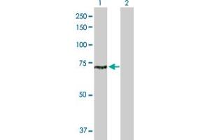 Western Blot analysis of CLPB expression in transfected 293T cell line by CLPB MaxPab polyclonal antibody. (CLPB 抗体  (AA 1-707))
