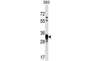 CCNO Antibody (N-term) western blot analysis in 293 cell line lysates (35µg/lane).