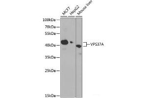 Western blot analysis of extracts of various cell lines using VPS37A Polyclonal Antibody at dilution of 1:1000.