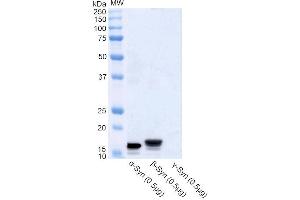 Western blot analysis of Human Recombinant Protein showing detection of Alpha Synuclein protein using Rabbit Anti-Alpha Synuclein Polyclonal Antibody (ABIN6698745). (SNCA 抗体  (HRP))