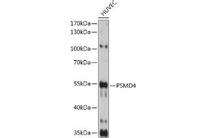 Western blot analysis of extracts of HUVEC cells, using PSMD4 antibody (ABIN3021329, ABIN3021330, ABIN3021331 and ABIN6214913) at 1:1000 dilution. (PSMD4/ASF 抗体  (AA 1-377))