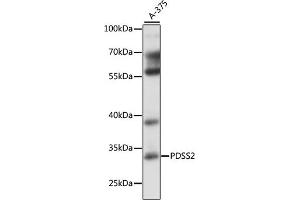 Western blot analysis of extracts of A-375 cells, using PDSS2 antibody (ABIN7269511) at 1:1000 dilution. (PDSS2 抗体  (AA 220-399))