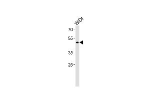 TFDP3 Antibody (N-term) (ABIN1539618 and ABIN2850165) western blot analysis in WiDr cell line lysates (35 μg/lane).