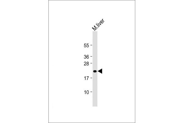 MIF4GD anticorps  (AA 137-169)