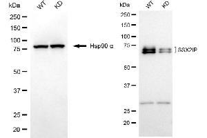 Western blotting analysis using SSX2IP antibody (ABIN7800977). (Recombinant SX2IP 抗体)